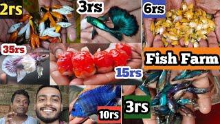 Very Low Aquarium Fish Price | Aquarium Fish wholesale market | Krishnanagar