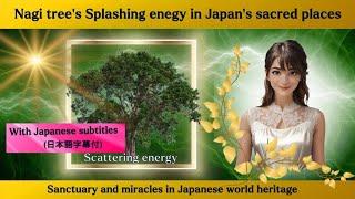 Sacred Japanese tree blows away Solar Flares (Japanese subtitles)