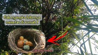 Gak nyangka telur burung cendetnya menetas di rumah 