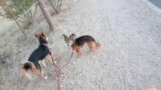 Ozzyta and Villanova sniffing around on Halloween Rillito River walkVID 20211031 173156