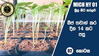 [with CC] MICH HY 01 මිරිස් තවාන දින 14කට පසු සහා තවාන නඩත්තු කිරීම| miris wagawa | thawan damima