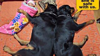 dogs taking care of new born baby | cute dogs | rottweiler | #funnyvideo #dog