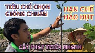 Chọn giống MÍT THÁI SIÊU SỚM | Chất lượng | Hạn chế hao hụt