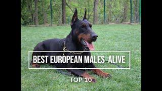 BEST EUROPEAN  DOBERMANS ALIVE - TOP 10