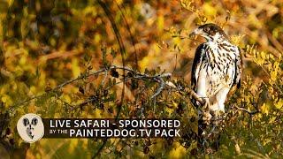 LIVE Safari Sponsored by the Painteddog.tv Pack | 13 September 2024