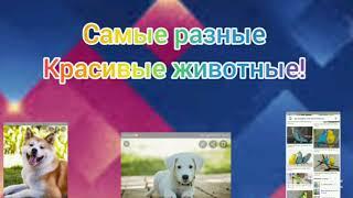 Самые разные красивые  животные!/животные/varay pets Life