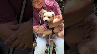 NEW A5700516 Clifford | Maltese Mix (espanol)