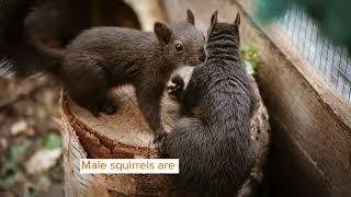 Did You Know? Incredible Squirrel Facts