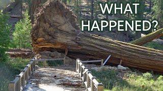 WHAT HAPPENED to Mariposa Grove? | Yosemite National Park