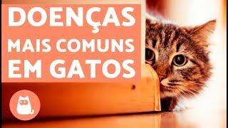 10 doenças comuns em gatos | LISTA DE SINTOMAS