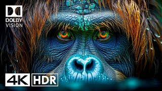 Spectacular 4K HDR Video ULTRA HD Dolby Vision #4k #hdr