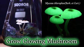 Grow glowing mushroom Mycena chlorophos(Berk. et Curt.)