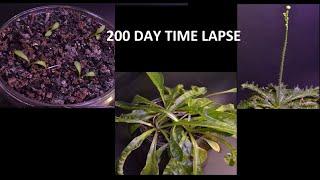 Timelapse Of Sow Thistle From Seed to Flower Bud (Failure #2)