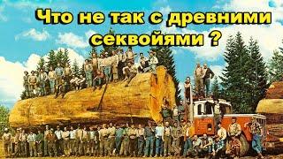 Что не так с древними секвойями Калифорнии?