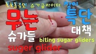 [kobo jeong] 무는 슈가글라이더 극약 처방!!! Prescription for biting sugar gliders!!!