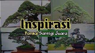 Inspirasi Bonsai Santigi Juara