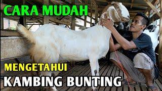 CIRI CIRI KAMBING BUNTING MUDA