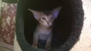 Абиссинские кошки