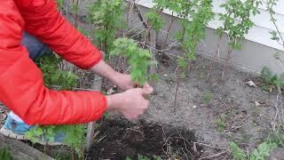 How to Grow UNLIMITED Amounts of Raspberry Plants for FREE!