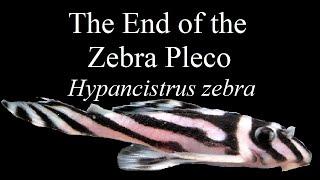 Banning the Zebra Pleco, Hypancistrus zebra. L Numbers and Loricariidae in the aquarium.