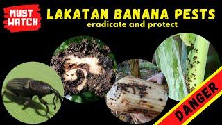 BVLOG7: PROTECT YOUR BANANAS FROM VIRUS CARRYING INSECTS - STEM & MAT INSECTICIDE SPRAYING