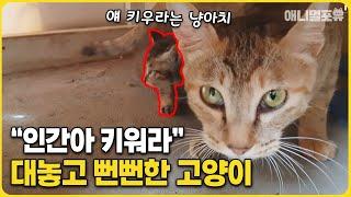 "야 키워." 사람한테 새끼고양이 키우라는 뻔뻔 길냥이 | KBS 동물극장 단짝 220820 방송