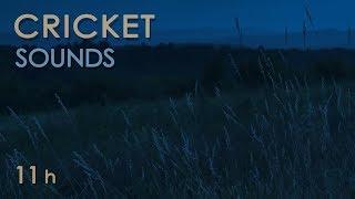 Cricket Sounds - Crickets Chirping at Night - Nature Sounds for Sleep & Relaxation - 11 Hours