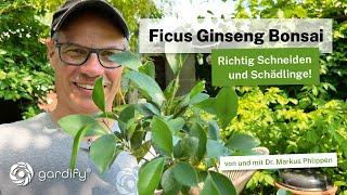 Indoor Bonsai - How to prune Ficus Ginseng correctly and control pests - Update!