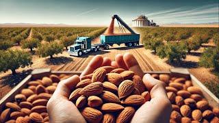 3.9 Billion Pounds of  Almonds Are Harvested and proccessed by American Farmers