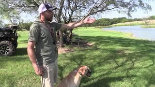 Tips to keep your dog from breaking when shooting