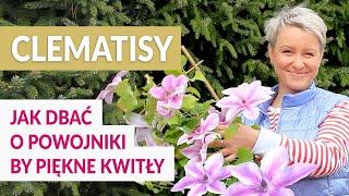 Clematisy - sprawdzone TRIKI jak dbać o powojniki, by pięknie kwitły.