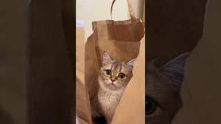  New APARTMENT for cat SONYA #shorts