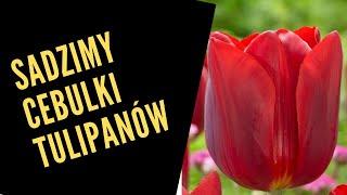 Tulipany sadzimy cebulki na dwa sposoby jesienia.