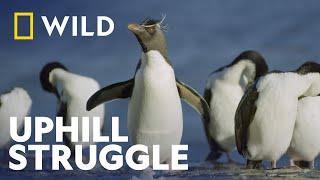 The Rockhopper Penguins Way Of Life | Incredible Animal Journeys | National Geographic  WILD UK