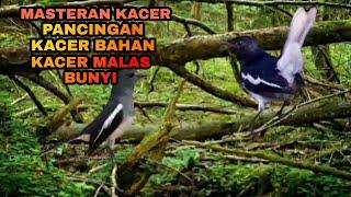 MASTERAN KACER ALAM LIAR BUAT PANCINGAN KACER BAHAN | KACER MALAS BUNYI DIJAMIN CEPAT GACOR