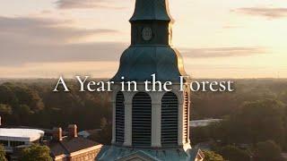 A Year in the Forest