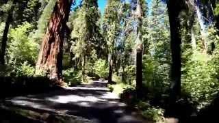 GENERALS HIGHWAY Sequoia National Park ROAD TRIP