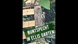 Buntspecht in Ellis Garten