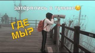 Нас окружили дикие кошки! Почему их так много?