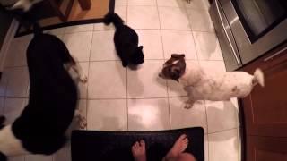 Cats & Dogs
