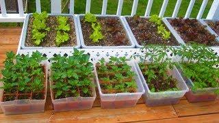 How to start a Container Garden from Seed Easy! STEP by STEP grow vegetables plant organic