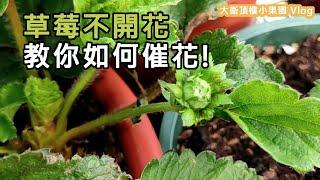 草莓不開花? 教你如何催花!