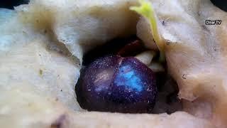 how to grow longan fruit from seed to bear fruit quickly
