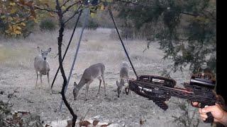 Deer Down...Whitetail Hunting with the Mini Striker Pistol Crossbow