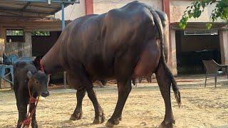 2nd Timer Top Quality Murrah Buffalo with 23litre milk. Shaandaar murrah jhoti . Mobile-9528000007