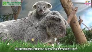 【野生動物福祉月】無尾熊 動物的健康