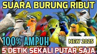 Mp3 100% Paling Ampuh! Suara Pikat Semua Jenis Burung Kecil 2025