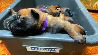 Puppies Crying. The Sound That Will Make Your Dog Bow His Head.