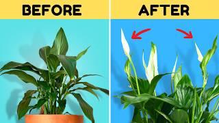 Do THIS to Get Your Peace Lily to Flower Again