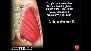 Anatomy Of The Gluteus Maximus Muscle.